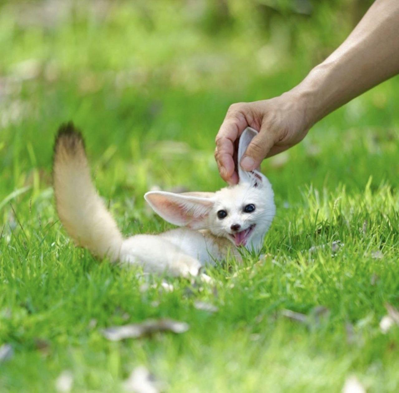 Picture of a fennec fox